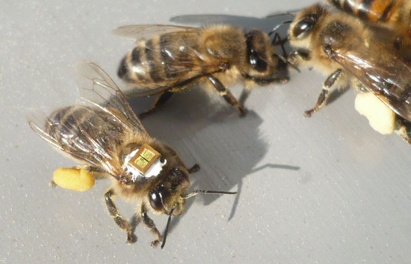 Demuestran los efectos de los pesticidas en la desaparición de las abejas