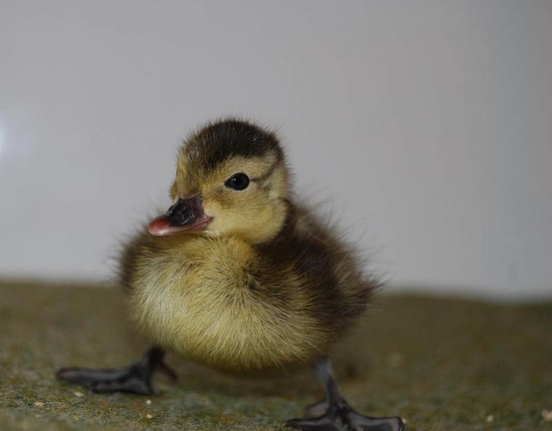 Nacen 18 crías del pato más amenazado del mundo, del que solo quedan unas decenas