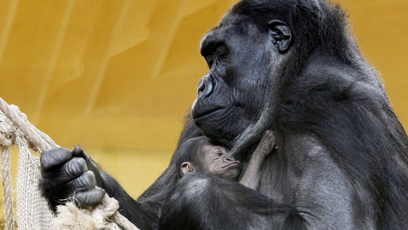 Una gorila recién nacida, la nueva inquilina del Parque de Cabárceno