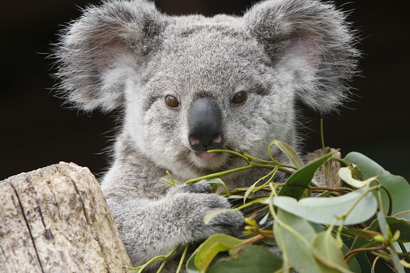 Australia declara al koala 'especie amenazada' para garantizar su supervivencia