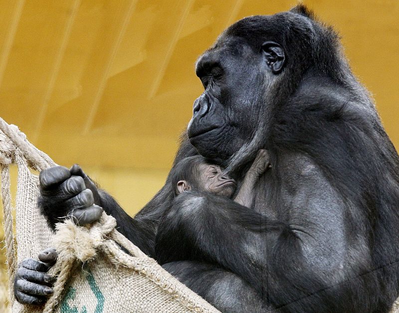 Muere accidentalmente la bebé gorila de Cabárceno al caer su madre sobre ella