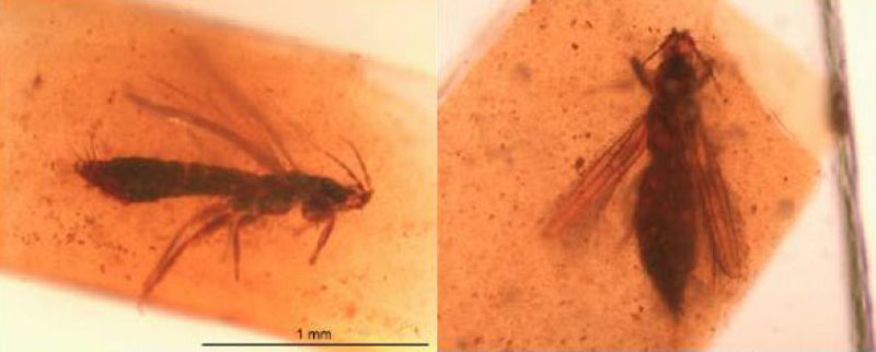 Insectos cubiertos de polen atrapados en ámbar de hace 110 millones de años