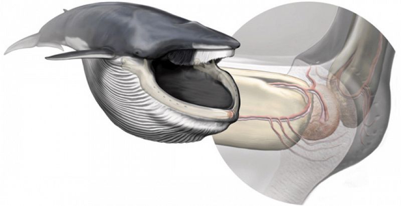 Un órgano sensorial ayuda a las ballenas azules a controlar su dieta