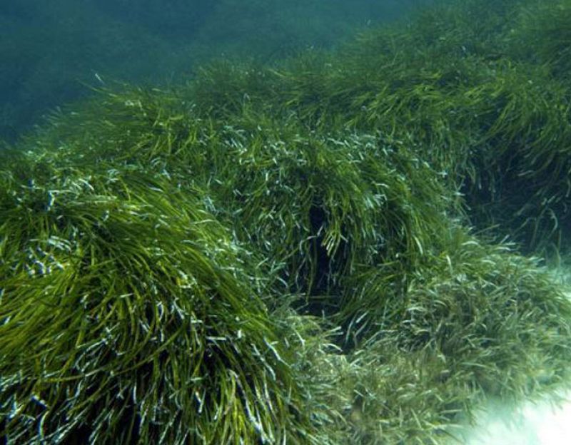 Las praderas marinas, dos veces más efectivas que los bosques en contra el cambio climático