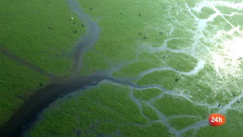 Crónicas. "Doñana, un equilibrio imperfecto"