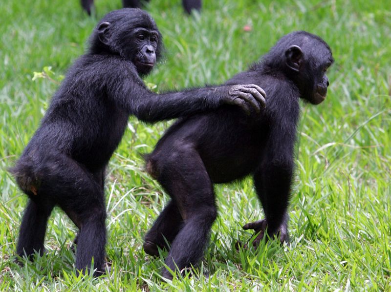 Secuencian el genoma del bonobo, el 'primo' más sociable y sexual del hombre