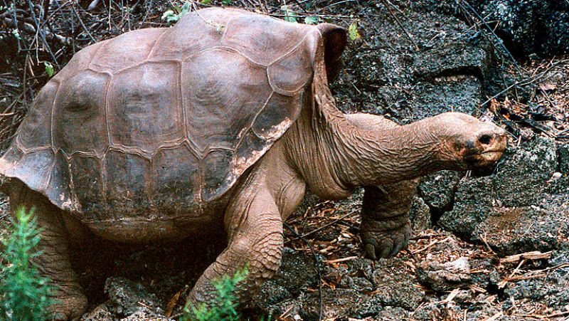 Muere sin descendencia el "solitario George", la última tortuga gigante de su especie