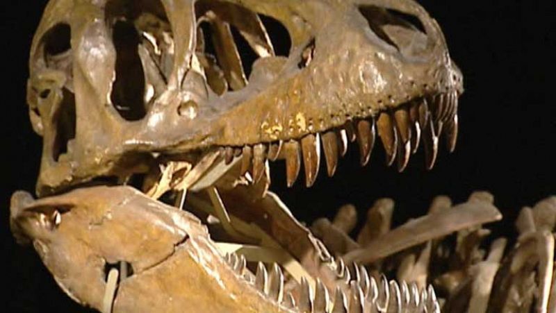 Los dinosaurios, más cerca de haber sido animales de sangre caliente que fría