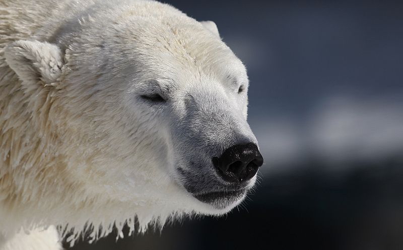 Los osos polares, en peligro de extinción por el deshielo de los casquetes polares