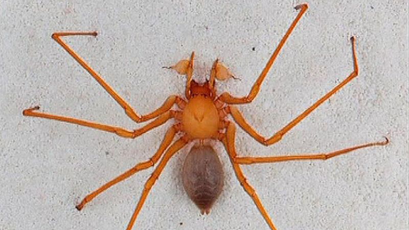 Científicos descubren una nueva familia de araña en cuevas del noroeste del Pacífico