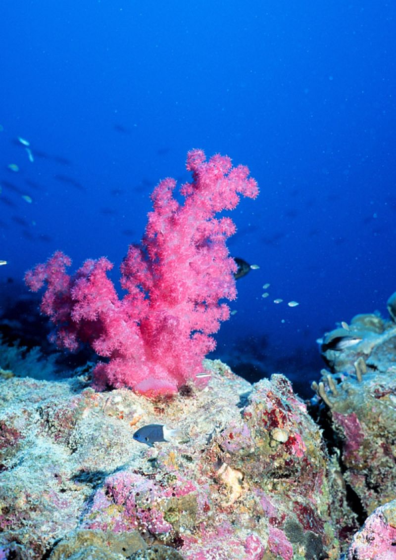 Mejorar la calidad del agua puede salvar los arrecifes de coral