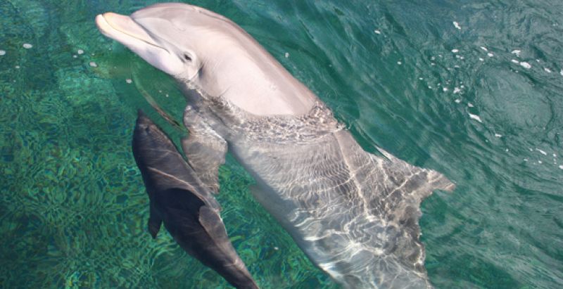 Los delfines acumulan en su organismo restos de insecticidas domésticos