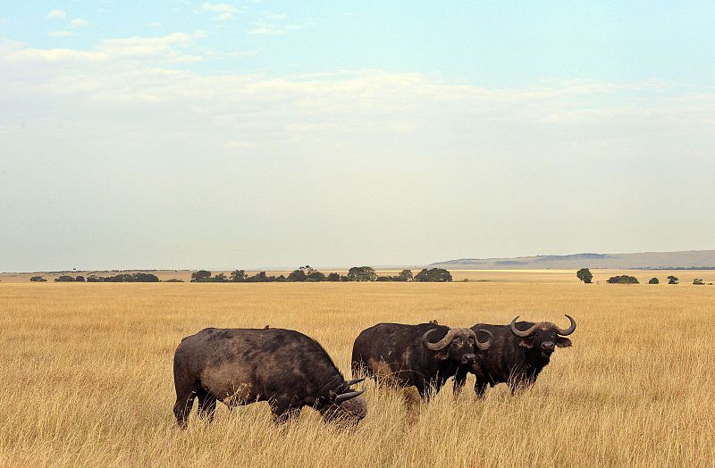 Mueren cuatro personas al estrellarse una avioneta en el parque Masai Mara de Kenia