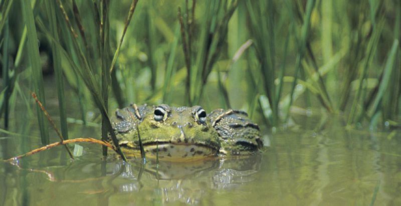 El paso a tierra de los anfibios redujo el número de huevos por puesta