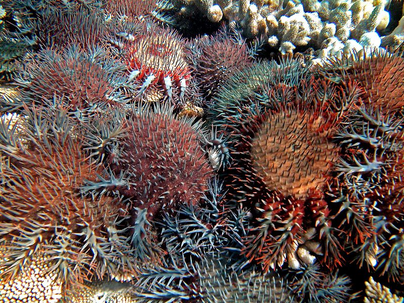 Científicos de Australia aprenden a combatir las estrellas de mar que matan los corales