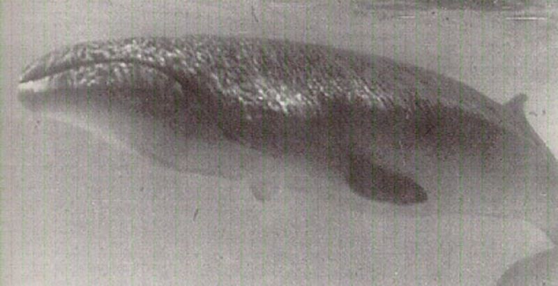 La ballena pigmea hallada en Nueva Zelanda tiene pelo, más de 18 costillas y la laringe ladeada