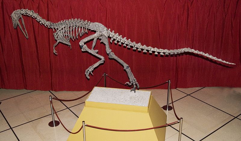 Exhiben en Buenos Aires al 'Austroraptor', el dinosaurio de la Patagonia