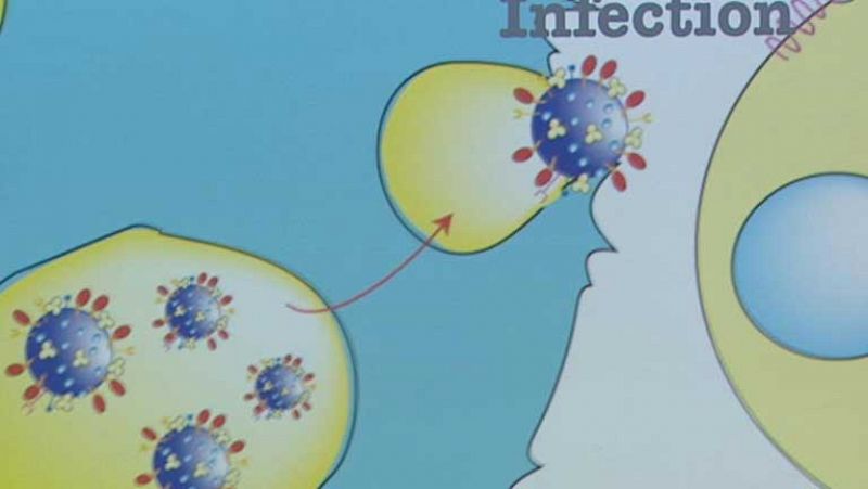 Un equipo de investigadores descubre cómo el VIH penetra en el sistema inmunitario