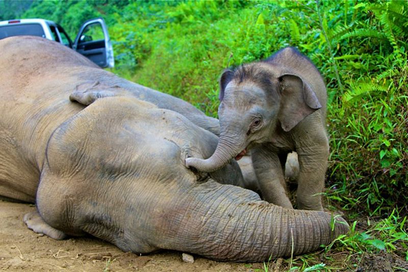 Hallan muertos en Malasia diez elefantes pigmeo, una subespecie en peligro de extinción