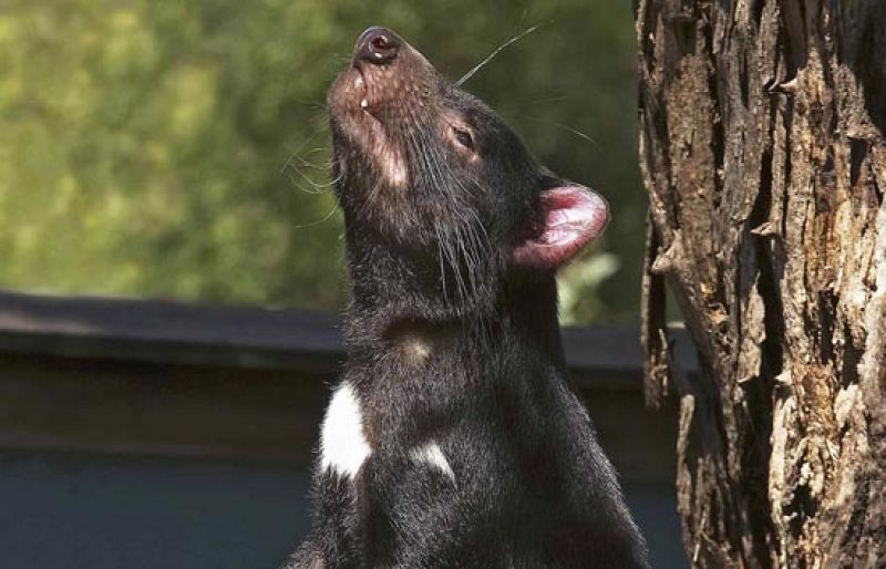 El diablo de Tasmania está en peligro de extinción por un cáncer facial muy agresivo
