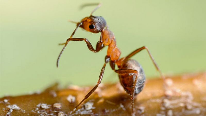 ¿Por qué los insectos se peinan las antenas?