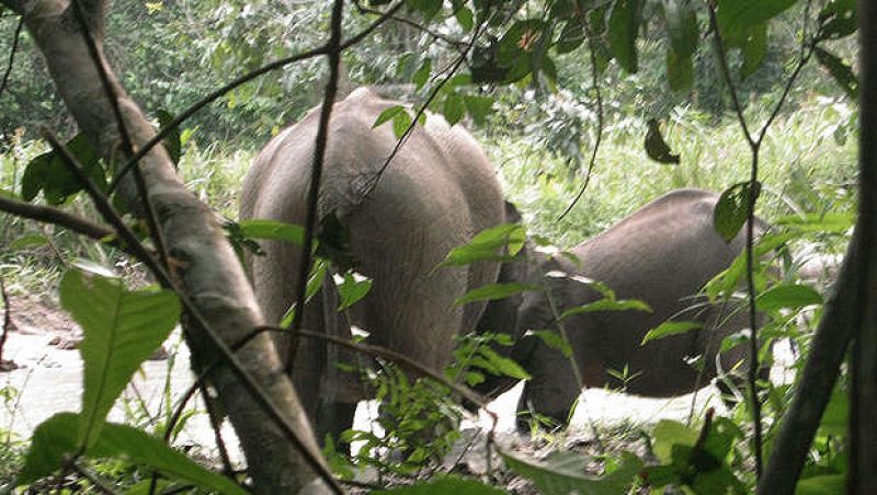 Unos 11.100 elefantes han muerto por la caza furtiva en Gabón en los últimos nueve años