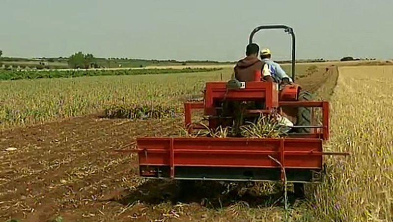 La ley de la cadena alimentaria busca eliminar "prácticas abusivas" y proteger a los productores