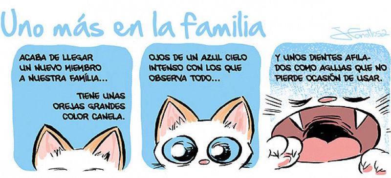José Fonollosa amplía la familia de 'Miau' con un nuevo gatito: 'Toñin'