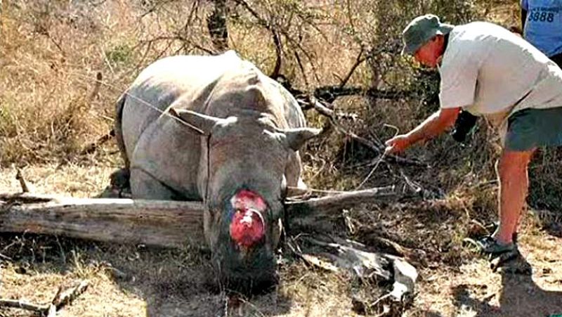 Arranca la Convención sobre el Comercio Internacional de Especies en Peligro