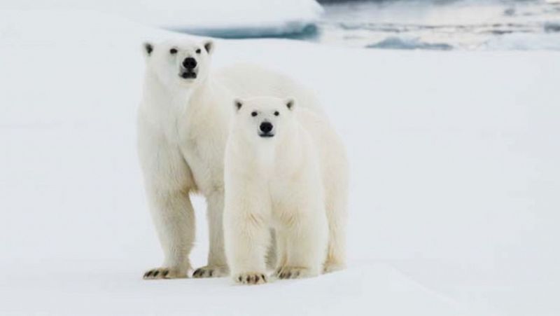 El deshielo del Ártico podría hacer desaparecer flora y fauna en España