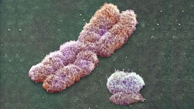 Científicos de EE.UU. encuentran un cromosoma Y de 340.000 años de antigüedad