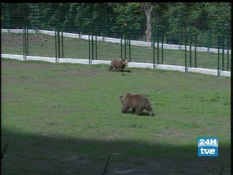 El estrés no ha dejado a Paca y Tola aparearse con Furaco en el primer día de encuentro