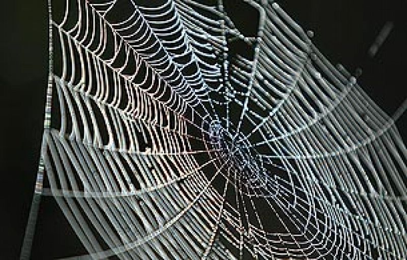 Sólo 50 de las 70.000 especies de araña son peligrosas