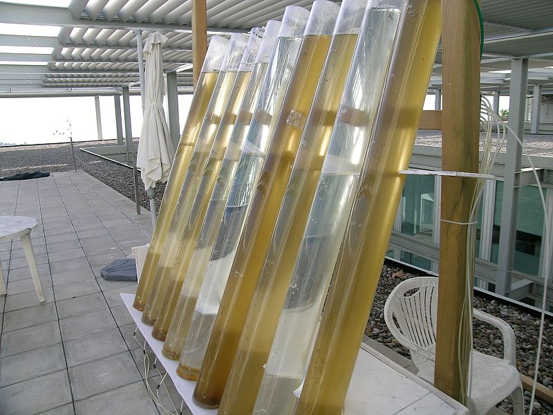 Las microalgas, una posible fuente de biodiésel rentable y económica