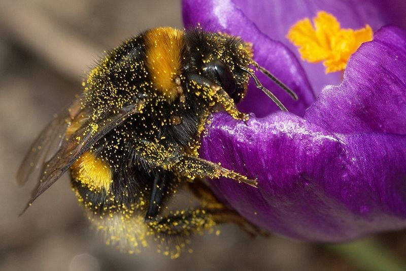 ¿Son los abejorros los machos de las abejas?