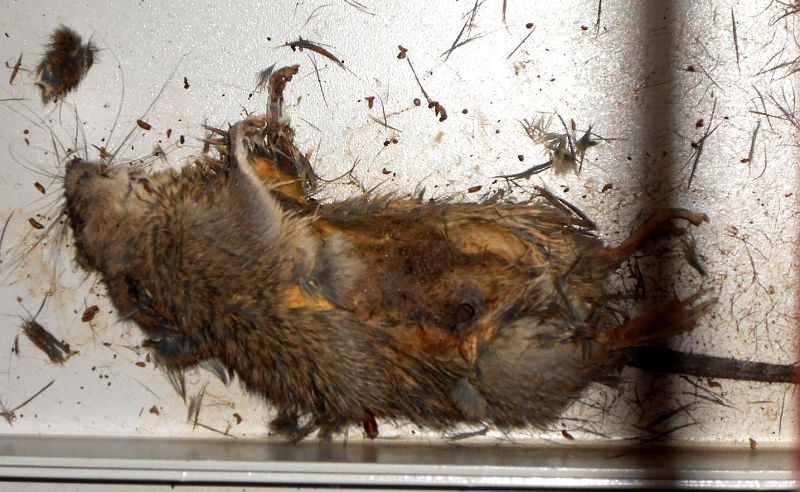 Tepco confirma que una rata causó el apagón de la central nuclear de Fukushima-1