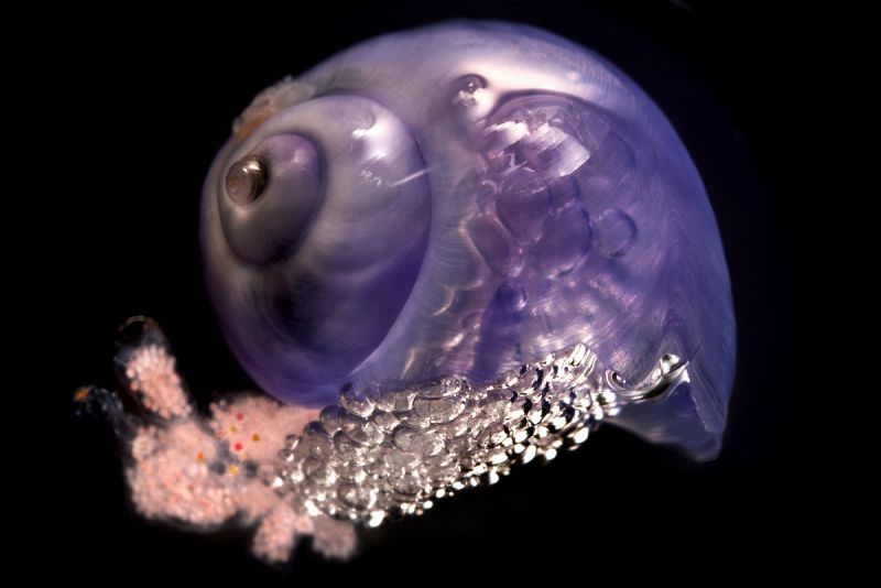 Los tesoros del océano que encontró la expedición Malaspina, en una exposición