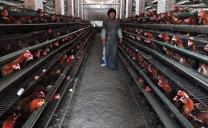 Siete infectados en China por una variante de gripe aviar nunca detectada en humanos