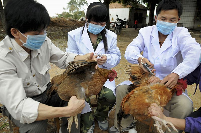 Ascienden a cinco las víctimas mortales de la gripe aviar en China