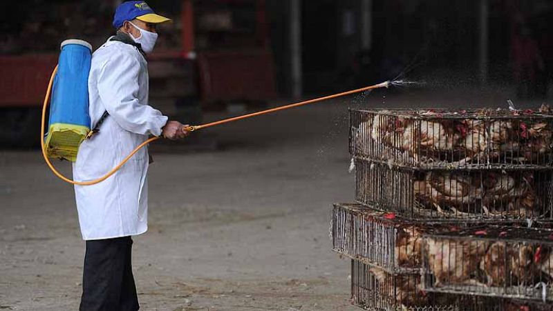 Shangái cierra todos los mercados de aves ante la extensión del nuevo virus de la gripe