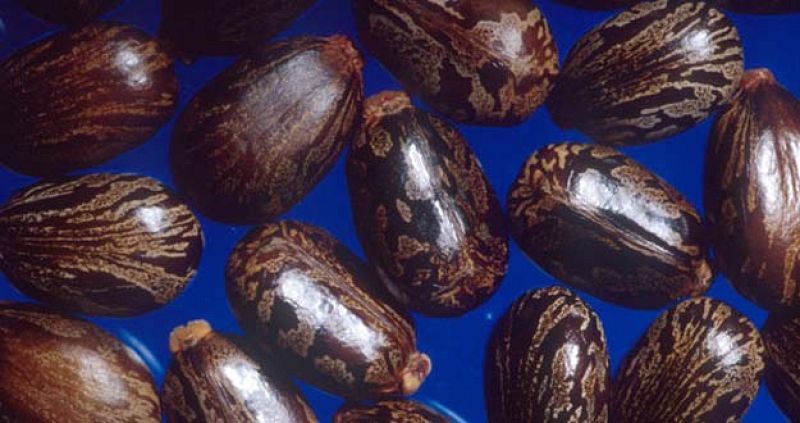 La ricina, un veneno mortal en grandes cantidades