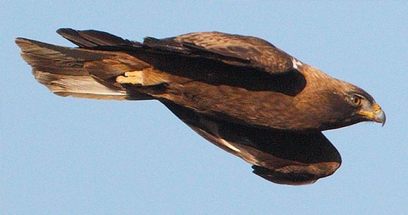 El increíble viaje de las águilas calzadas entre África y España