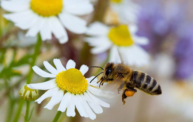 La UE apoya prohibir durante dos años los plaguicidas que amenazan a las abejas