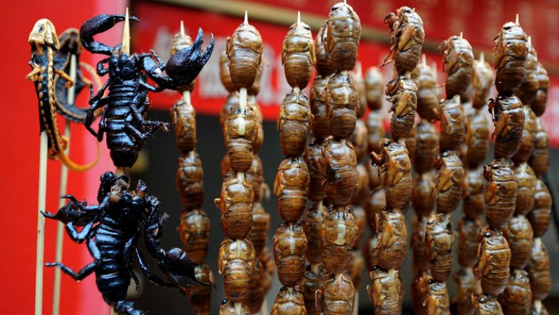 La ONU afirma que hay potencial alimentario por explotar en los insectos