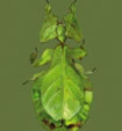 La estación azul de los niños - Animales ocultos - 19/05/13 - escuchar ahora