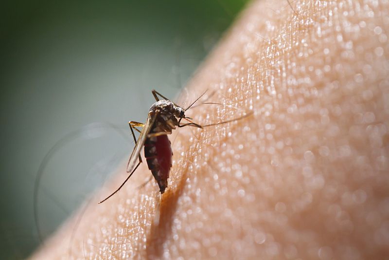 Escolares de Girona ayudarán a 'atrapar' al mosquito tigre este verano