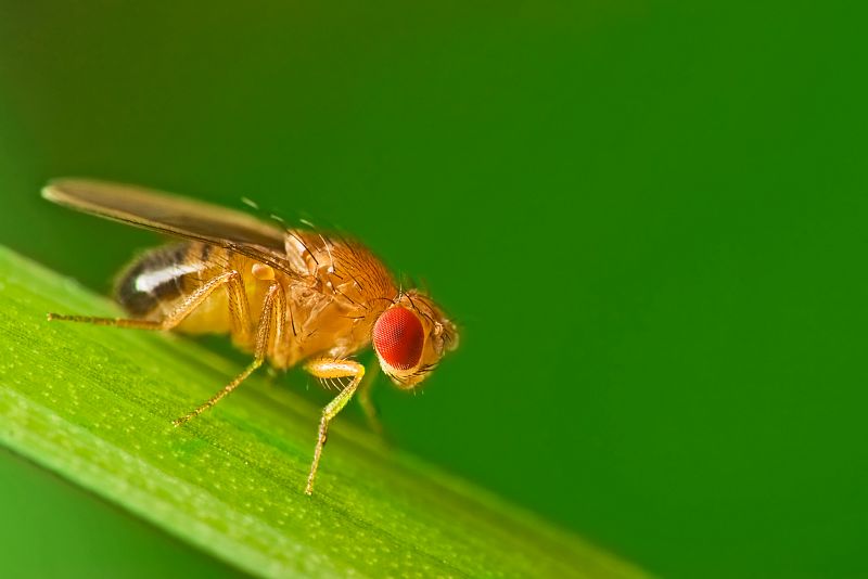 Algunas moscas se hicieron más resistentes al calor tras la primavera de 2011