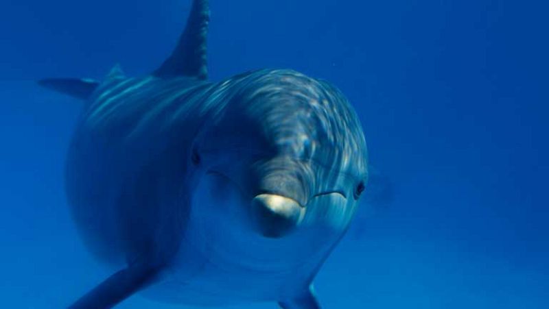 Gobierno y ecologistas recuerdan la necesidad de proteger los mares en el Día de los Océanos