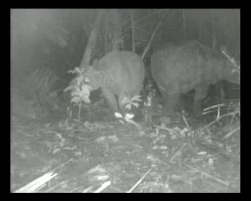 Logran grabar a dos de los menos de cien ejemplares de rinoceronte de Java en el mundo