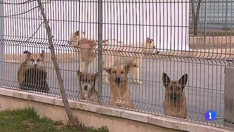 Juzgan por primera vez en España a un hombre por matar a su perra de una patada